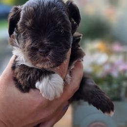 Aurora - Phantom female Bernedoodle puppy in Decatur, Tennessee from Diamond's Doodles