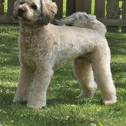Brutus - Goldendoodle