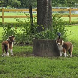 Shetland Sheepdog All Grown Up from Costa Del Sol Shelties