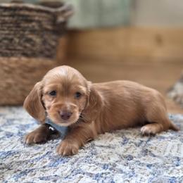 AKC Meet Red :) - Red male Dachshund puppy in Centerville, Iowa from Barnyard Dachshunds, Dals & Doodles