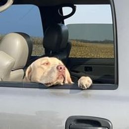 Dilute Retriever and Labrador Retriever Puppies from SmoKy Hills Labradors