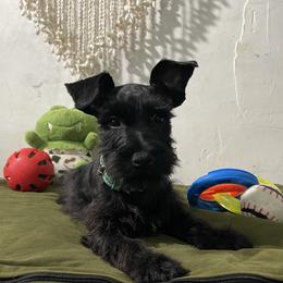 Hilton - Black male Miniature Schnauzer puppy in San Diego, California from KMS-Miniature Schnauzers