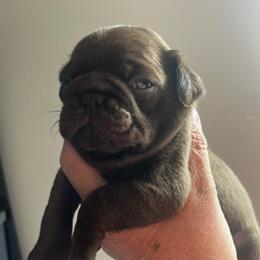 Choco Taco, Chocolate boy 1 - Black male Pug puppy in Onalaska, Washington from Cupid’s Pugs