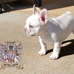 Boston Terrier and French Bulldog Puppies from Freedom Bostons