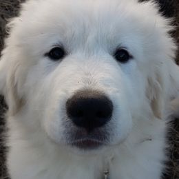 Great Pyrenees Puppies from Imac Great Pyrenees