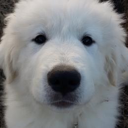 Great Pyrenees Puppies from Imac Great Pyrenees