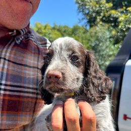 Cocker Spaniel and English Cocker Spaniel Puppies from CuttinBlue Farms