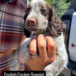 Cocker Spaniel and English Cocker Spaniel Puppies from CuttinBlue Farms
