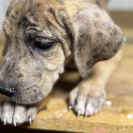 Bella - Merle female Great Dane puppy in Hutchinson, Kansas from Dappled Danes
