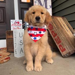 Lime Green Girl - Golden female Golden Retriever puppy in Silver Lake, Indiana from Seven Hills Goldens