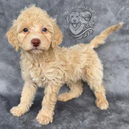 Jasper - Cream male Goldendoodle puppy in Chattanooga, Tennessee from Hilltop Cuddle Pups