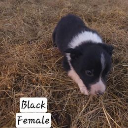 Border Collie Puppies from KMA Ranch
