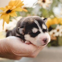 Siberian Husky Puppies from Husky Love and Pups
