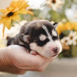 Siberian Husky Puppies from Husky Love and Pups