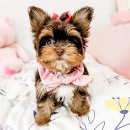 Yorkshire Terrier Puppies from Gracie‘s Glamour Yorkies