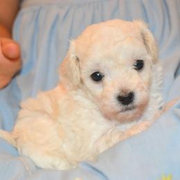 Clover - White female Maltipoo puppy in Rainbow City, Alabama from Southland Farm Kennels