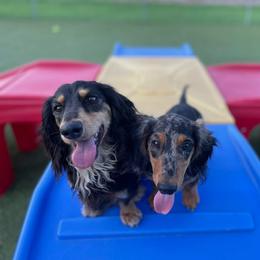 Dachshund Puppies from Chelisa's Dachshunds