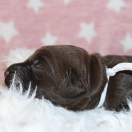 White - Chocolate female Labradoodle puppy in Grants Pass, Oregon from Oregon Valley Pups
