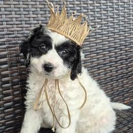 DOMINO - Parti male Labradoodle puppy in Sussex, Wisconsin from Dancing Doodles