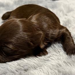 Bob - Liver male Yorkshire Terrier puppy in Dallas, Texas from JBzPawz
