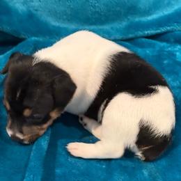 Havana - Black white and tan female Rat Terrier puppy in Savoy, Texas from Rockin EZ Rat Terriers