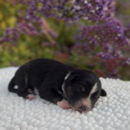 Coral - Black tri female Miniature Australian Shepherd puppy in Valley Center, California from DLT MiniAussie