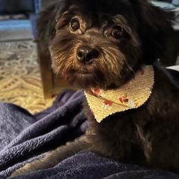 Chip - Black and white male Shichon puppy in Imperial, Missouri from Shichon Teddybear  puppies of Miss