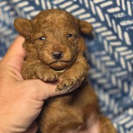 Champ (Toy Poodle) - Red  male Poodle puppy in West Point, Mississippi from Golden Paws