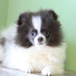 Pomeranian puppies from Cute California Poms