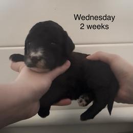 Wednesday - Black female Goldendoodle puppy in Suring, Wisconsin from Black Oak Doodles