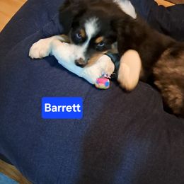Barrett - Black tri Toy Australian Shepherd puppy in Lenoir, North Carolina from Brittany's Brats