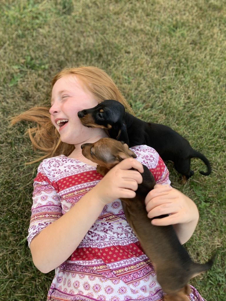 Roundabout Kennel in Wisconsin Dachshund and Spanish Mastiff puppies