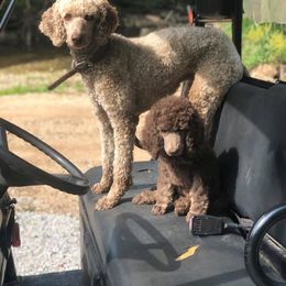 Poodle All Grown Up from Kings River Poodles and Doodles