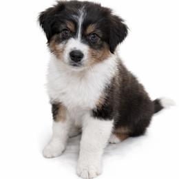 Pepper - Red merle female Australian Shepherd puppy in Richmond, Virginia from RVA Aussies
