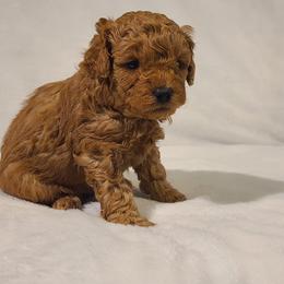 Poodle Puppies from Carolina Poodle Palace