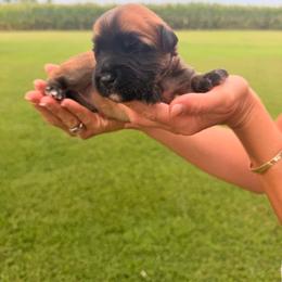 Black Widow - Wheaten female Soft Coated Wheaten Terrier puppy in Illinois from Sarabeth's Friendly Pups