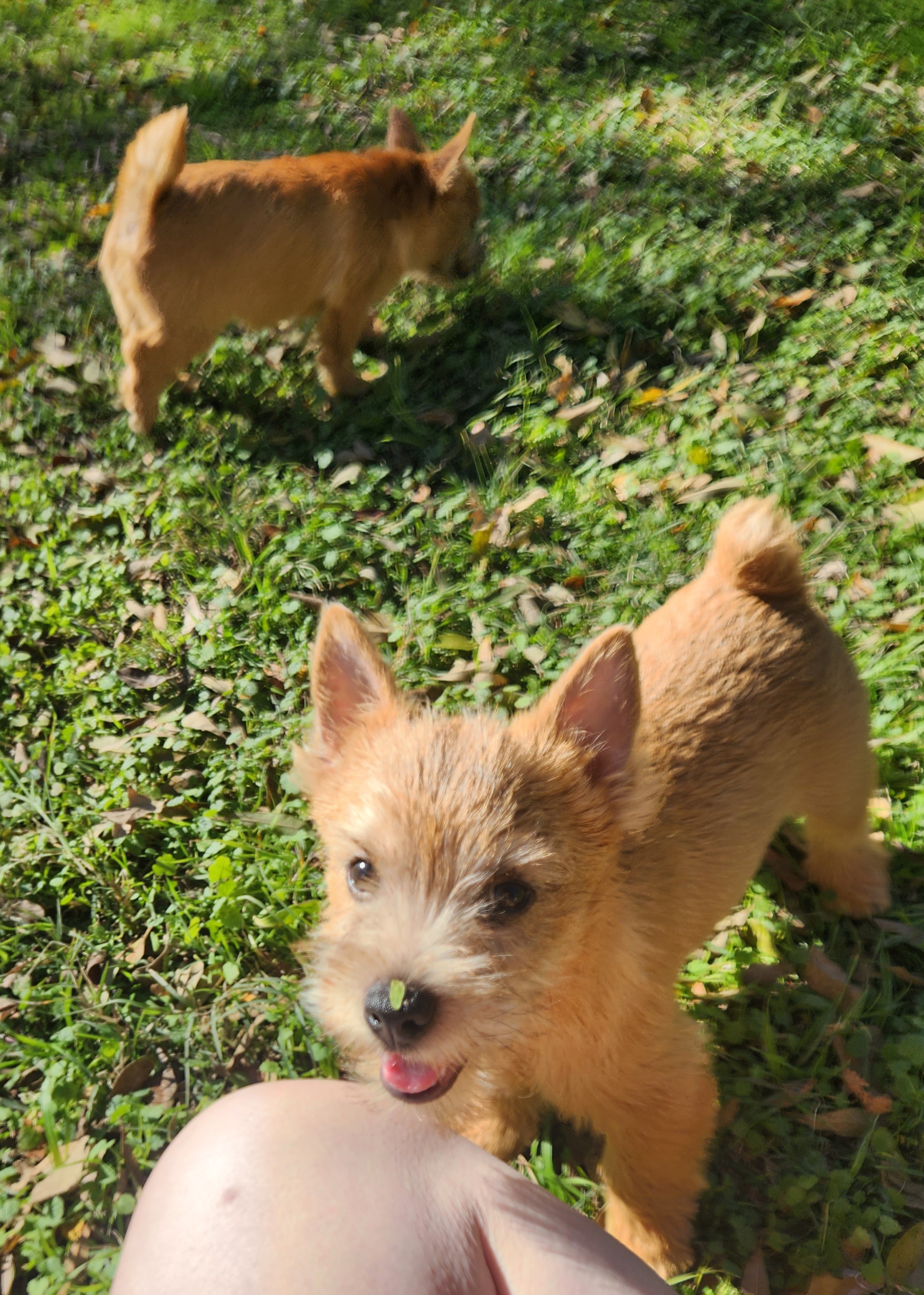 Norwich Terrier Puppies from Alegria Norwich Terriers