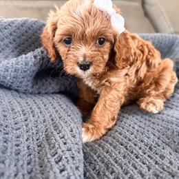 Cavalier King Charles Spaniel, Cavapoo, and Poodle Puppies from Pixie Dust Cavaliers