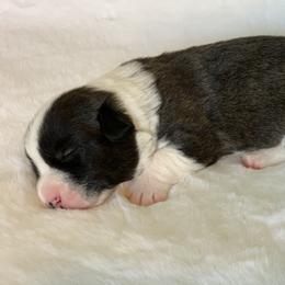 Brindle Boy 4 / Poncho - Cardigan Welsh Corgi puppy in Jacksonville, Florida from Penfro Corgis