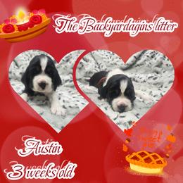 Austin - Tri-Roan male English Springer Spaniel puppy in Westover, Maryland from Sterling's springer Haven
