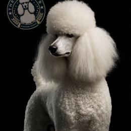 Artemis - Poodle