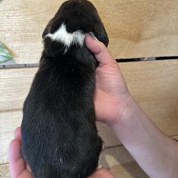Male 1 - Black brown and white male Basset Hound puppy in Lindley, New York from Hill Top Basset Hounds & Cane Corso