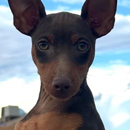 Bingo - Chocolate and rust male Miniature Pinscher puppy in Nashville, Tennessee from Aztex Min Pins