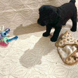 Giant Schnauzer and Poodle Puppies from Mississippi Poodles, Doodles and Giants