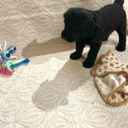 Giant Schnauzer and Poodle Puppies from Mississippi Poodles, Doodles and Giants