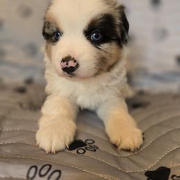 Rufus - Blue merle male Miniature Australian Shepherd puppy in Claremont, North Carolina from Wee Aussies
