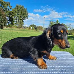 Gracie - Black and tan female Dachshund puppy in Stilwell, Oklahoma from Peavine Creek Dachshunds
