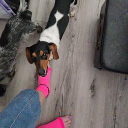 Funny Bone - Dachshund