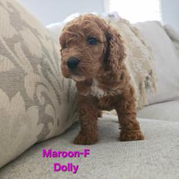Cockapoo Puppies from Ashley Dedmon