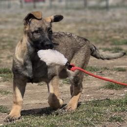 Eika vom Haus Denfors K9 - Sable female German Shepherd puppy in Grantsville, Utah from Vom Haus Denfors K9 - Working German Shepherds